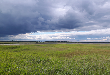 Lowland Fens